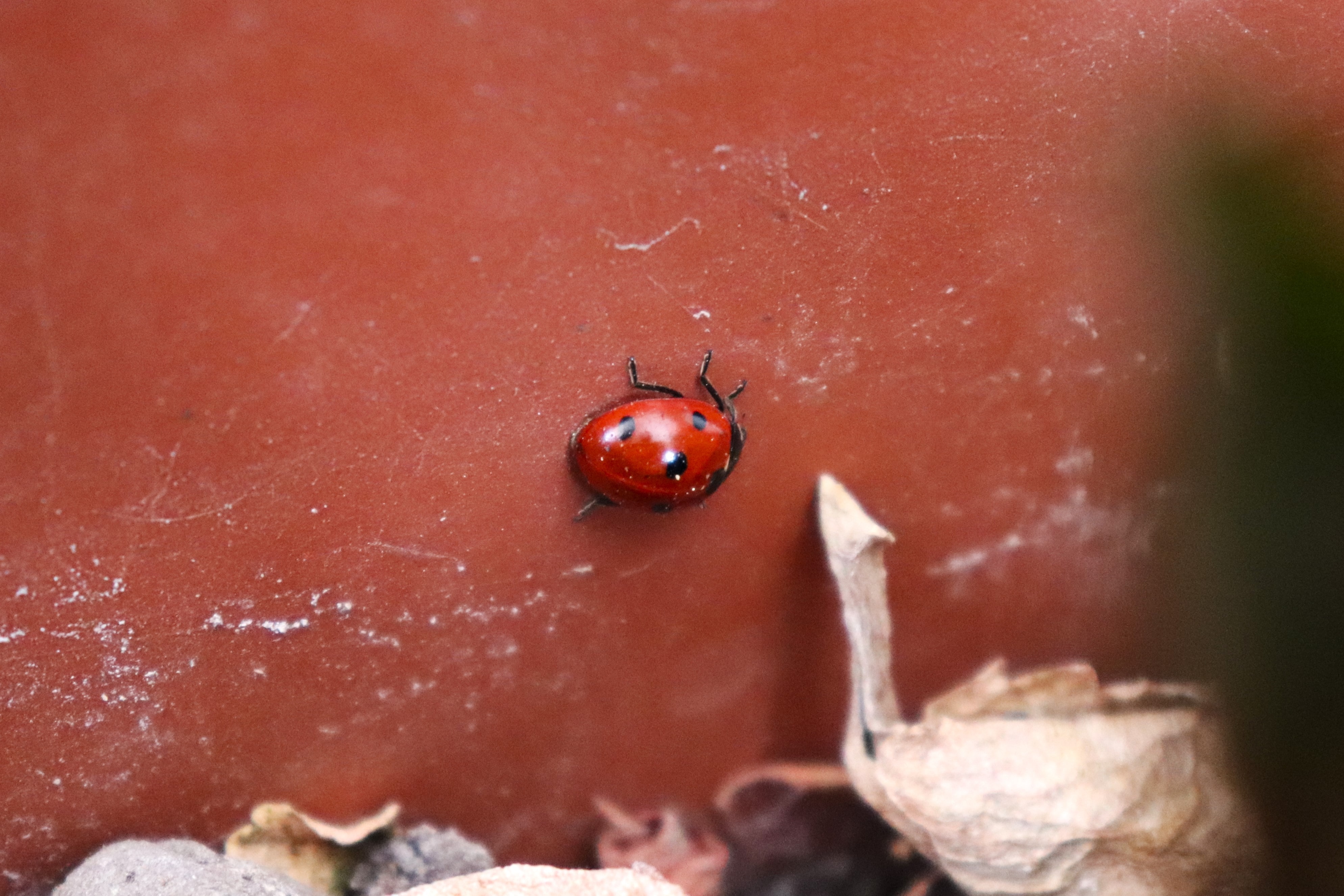 a photograph of a ladybug